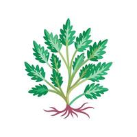 Charming Santolina for Unique Floral Art vector