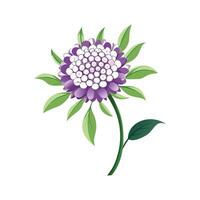 Stylish Scabiosa for Unique Floral Illustrations vector