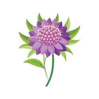 Charming Scabiosa for Stunning Floral Artwork vector