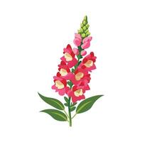 Charming Snapdragon for Stunning Floral Designs vector