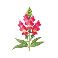 Charming Snapdragon for Unique Floral Illustrations vector