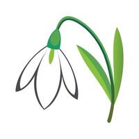 Elegant Snowdrop for Beautiful Floral Artwork vector