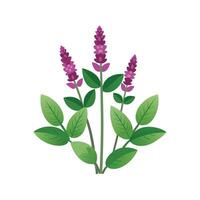 Stylish Stachys for Unique Floral Illustrations vector