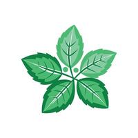 Charming Stevia Plant Illustration vector