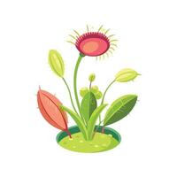 Stylish Sundew for Unique Floral Illustrations vector