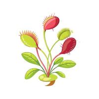 Charming Sundew for Unique Floral Art vector