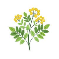 Elegant Tansy for Beautiful Floral Illustrations vector