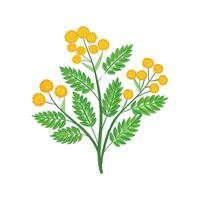Stylish Tansy for Unique Botanical Designs vector