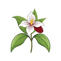 Stylish Trillium for Unique Floral Illustrations vector