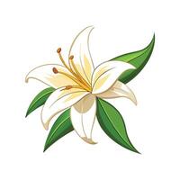 Charming Vanilla Lily Plant Design vector
