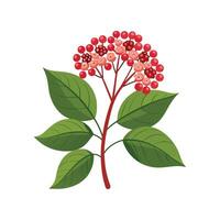 Stylish Viburnum Opulus for Unique Floral Illustrations vector