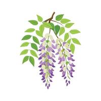 Charming Wisteria Sinensis Design vector