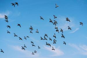 Flock of birds flying in the sunny blue sky photo