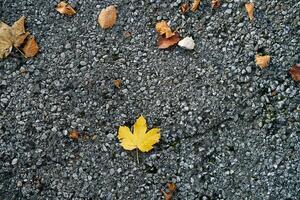 Fallen yellow leaves on grainy asphalt. Top view photo