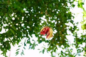 Burst pomegranate hangs on a green tree branch in the garden photo