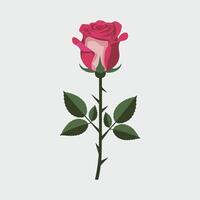 A single rose with leaves on a white background vector