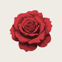A red rose is shown on a white background vector