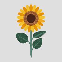 A flat illustration of Sunflower vector