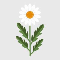 A daisy with leaves on a white background vector
