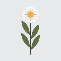 A daisy with leaves on a white background vector