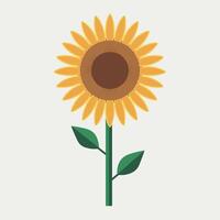 A sunflower is shown on a white background vector