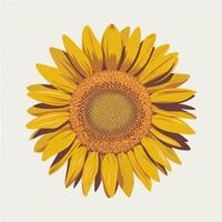 A sunflower is shown in a white background vector