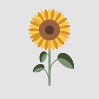 A sunflower is shown on a white background vector