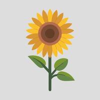 A sunflower with leaves on a gray background vector