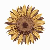 Sunflower illustration on white background vector