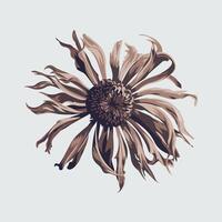 A flower with brown petals on a white background vector