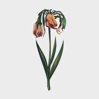Flat-Style Dried Bloom in a Minimalist Design vector