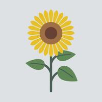 A sunflower with leaves on a gray background vector