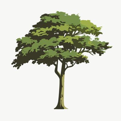 Elegant Flat Tree Isolated on White