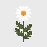 A white daisy with green leaves on a gray background vector