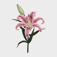 Pink lily flower on white background vector