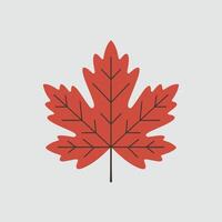 A red maple leaf on a gray background vector