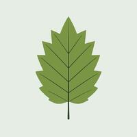 A green leaf on a white background vector