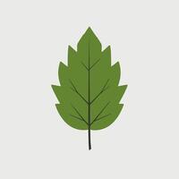 A green leaf on a white background vector