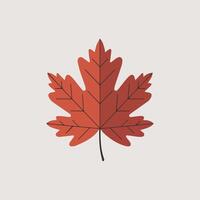 A red maple leaf on a white background vector