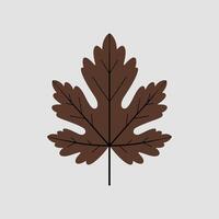 A brown maple leaf on a white background vector