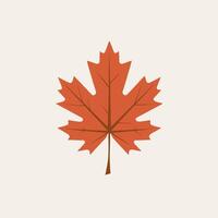A maple leaf is shown on a white background vector