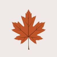 A maple leaf is shown on a white background vector