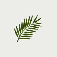 A palm leaf icon on a white background vector