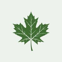 A green maple leaf on a white background vector