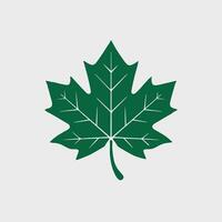A green maple leaf on a white background vector