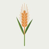 An illustration of a wheat stalk on a white background vector