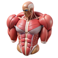 magnificent modern Anatomical Chart Muscles Labeled Isolated Transparent Background premium png