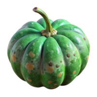 impressive artistic Autumn Gourd Green and Warty Isolated detailed png