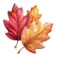 vibrant traditional Autumn Leaves Watercolor Style Cutout on Transparent Background professional png