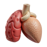 extraordinary modern D Printed Organ with Realistic Texture Transparent Element professional png